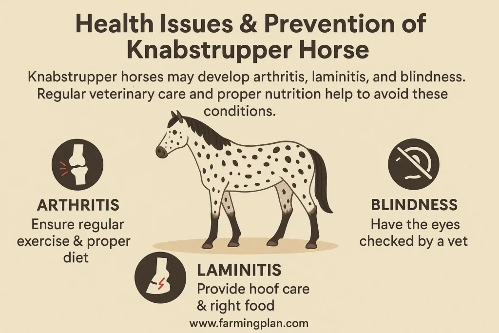 Knabstrupper Horse - Farming & Breed Profile health issues & prevention of knabstrupper horse