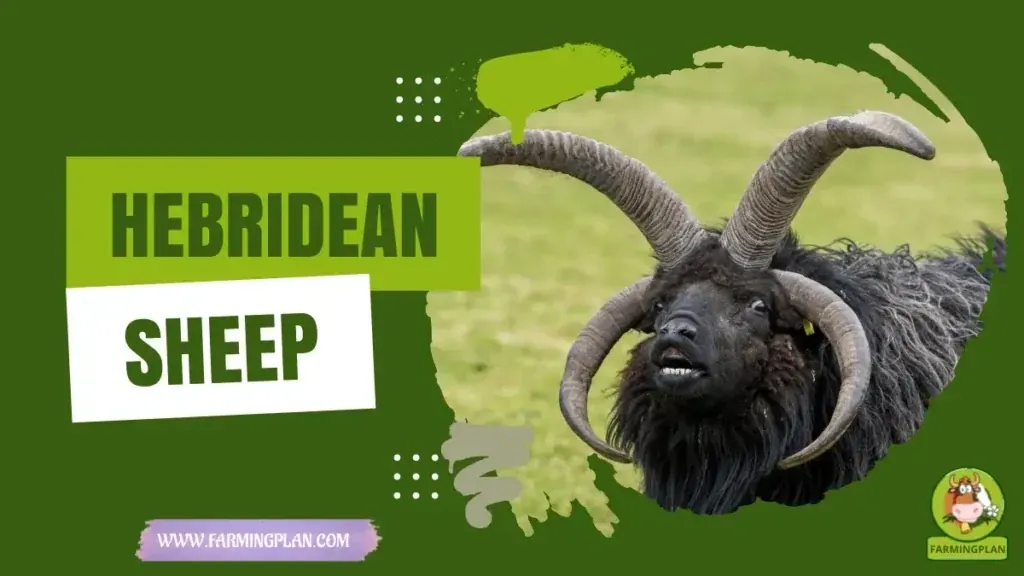 Hebridean Sheep characteristics, agricultural utility and breed care guide
