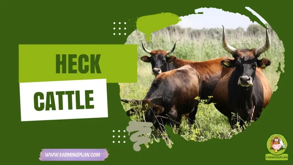 Heck Cattle characteristics, agricultural utility and breed care guide