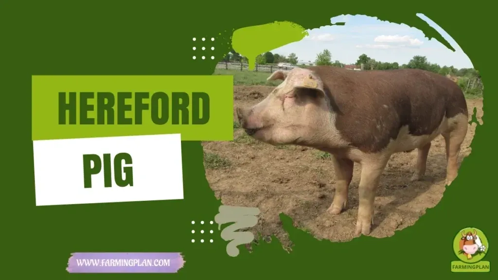 Hereford Pig characteristics, agricultural utility and breed care guide