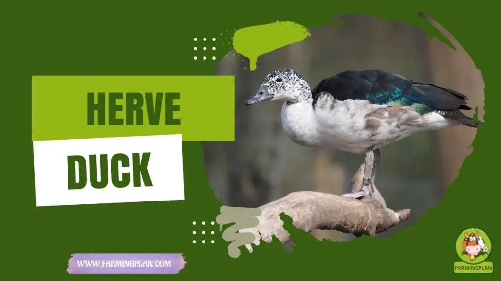 Herve Duck - Farming & Breed Profile Herve Duck characteristics, agricultural utility and breed care guide