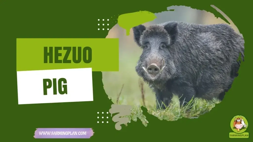 Hezuo Pig characteristics, agricultural utility and breed care guide