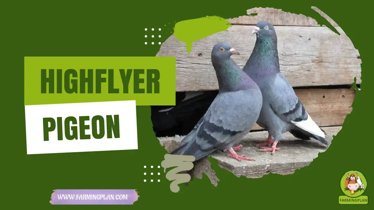 Highflyer Pigeon - Farming & Breed Profile Highflyer Pigeon characteristics, agricultural utility and breed care guide