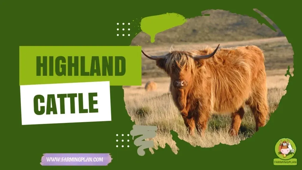 Highland Cattle characteristics, agricultural utility and breed care guide