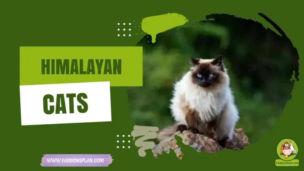 Himalayan Cats characteristics, agricultural utility and breed care guide