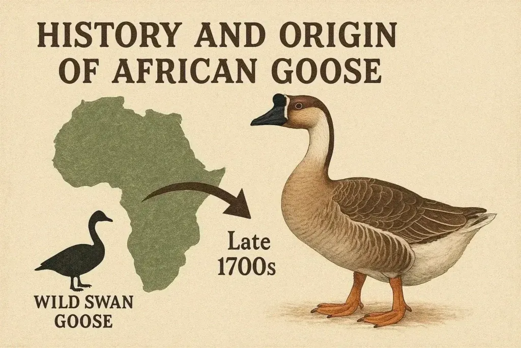 African Goose - Farming & Breed Profile History & Origin of African Goose