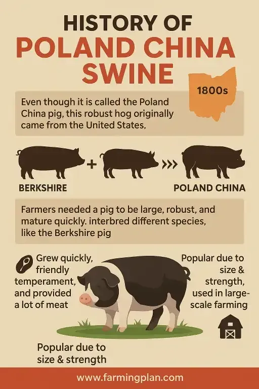history of poland, china, and swine