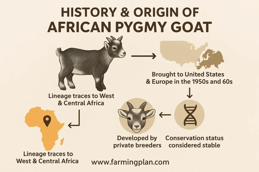 African Pygmy Goat - Farming & Breed Profile history & origin of african pygmy goat