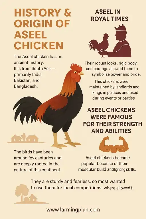 history & origin of aseel chicken
