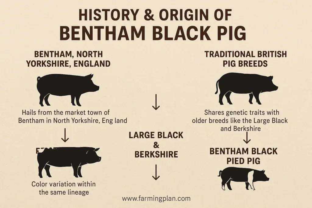 Bentham Black Pig - Farming & Breed Profile history & origin of bentham black pigÂ