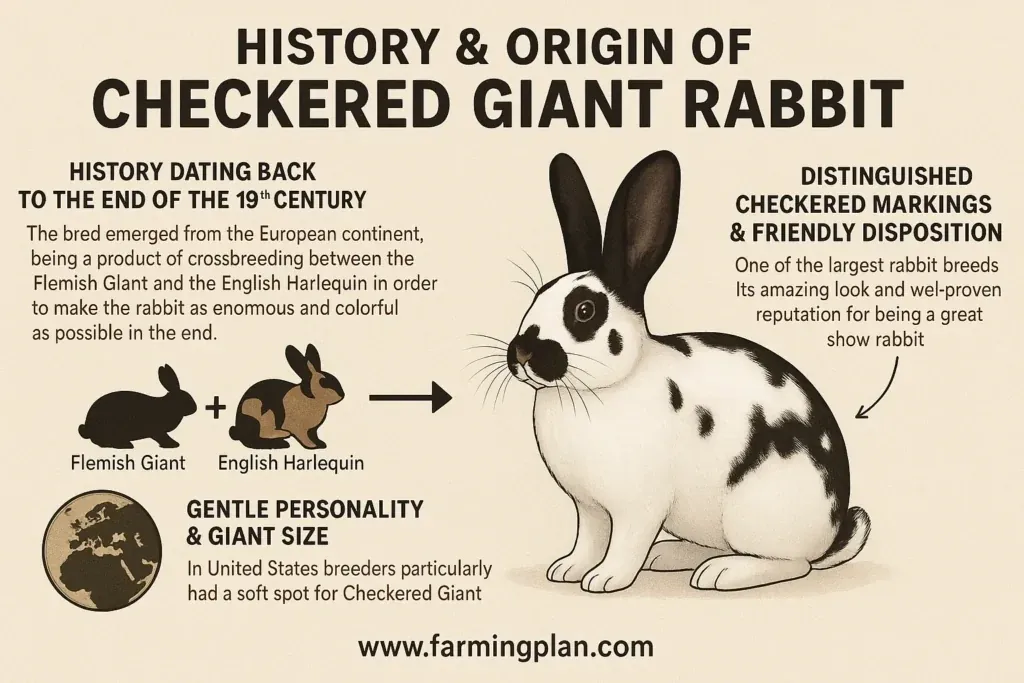 Checkered Giant Rabbit - Farming & Breed Profile history & origin of checkered giant rabbit