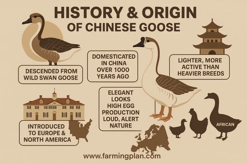 history & origin of chinese goose