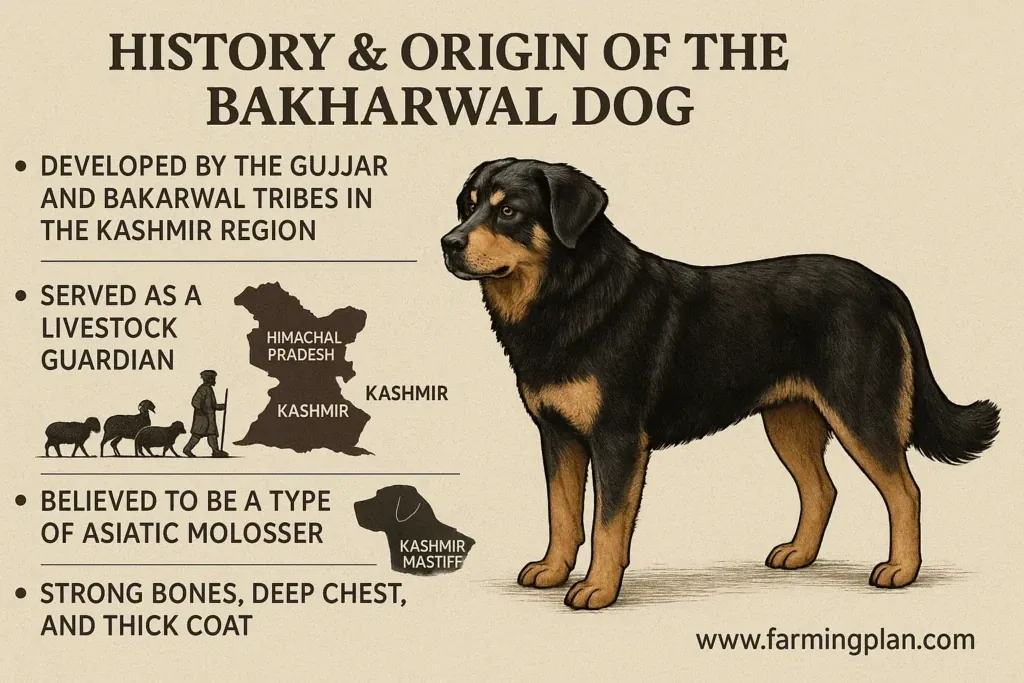 Bakharwal Dog - Farming & Breed Profile history & origin of the bakharwal dog