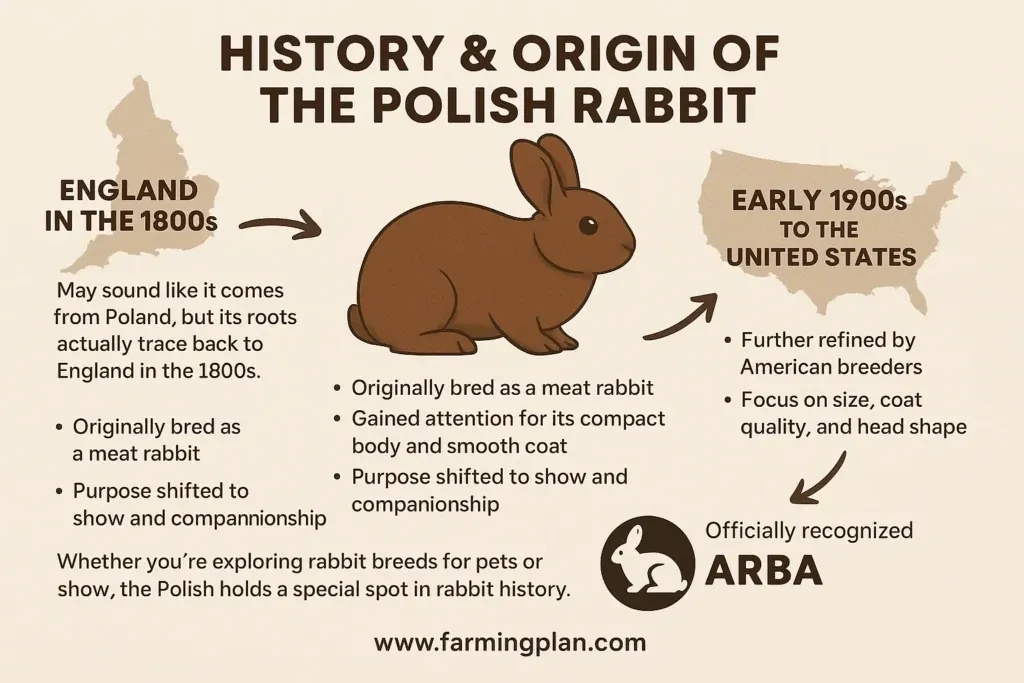 Polish Rabbit - Farming & Breed Profile history & origin of the polish rabbit