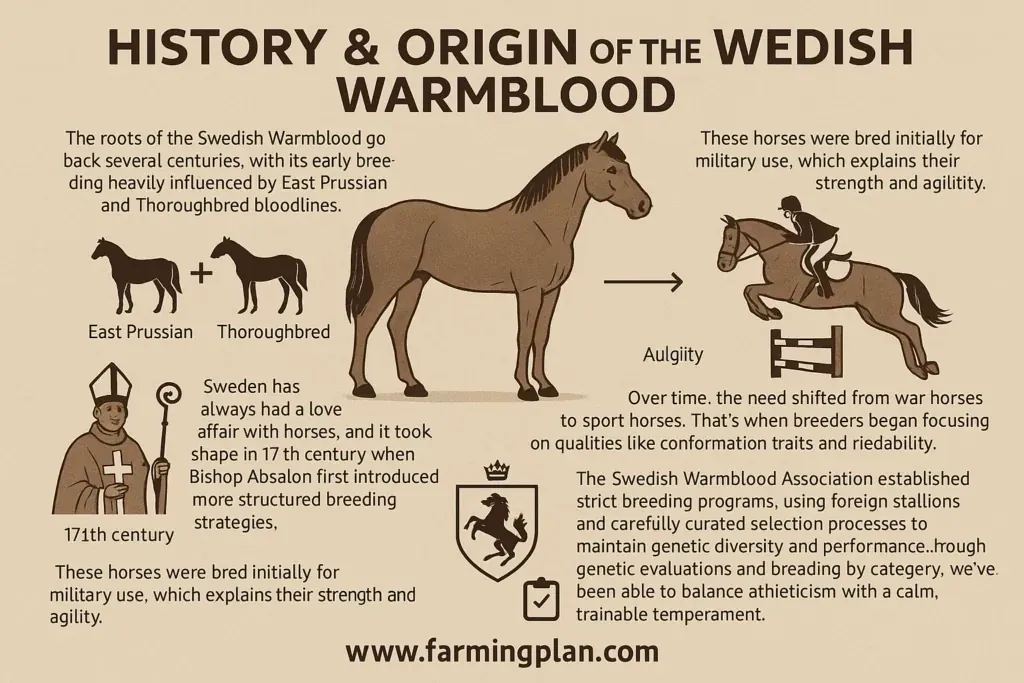 Swedish Warmblood Horse - Farming & Breed Profile history & origin of the swedish warmblood