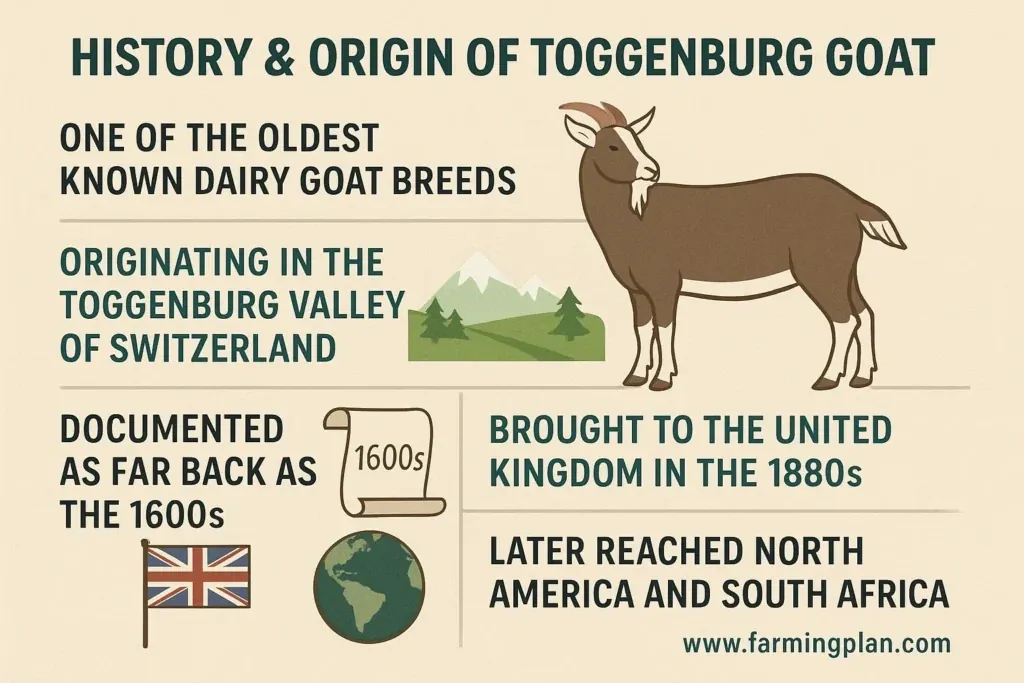 history & origin of toggenburg goat