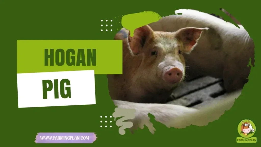 Hogan Pig characteristics, agricultural utility and breed care guide