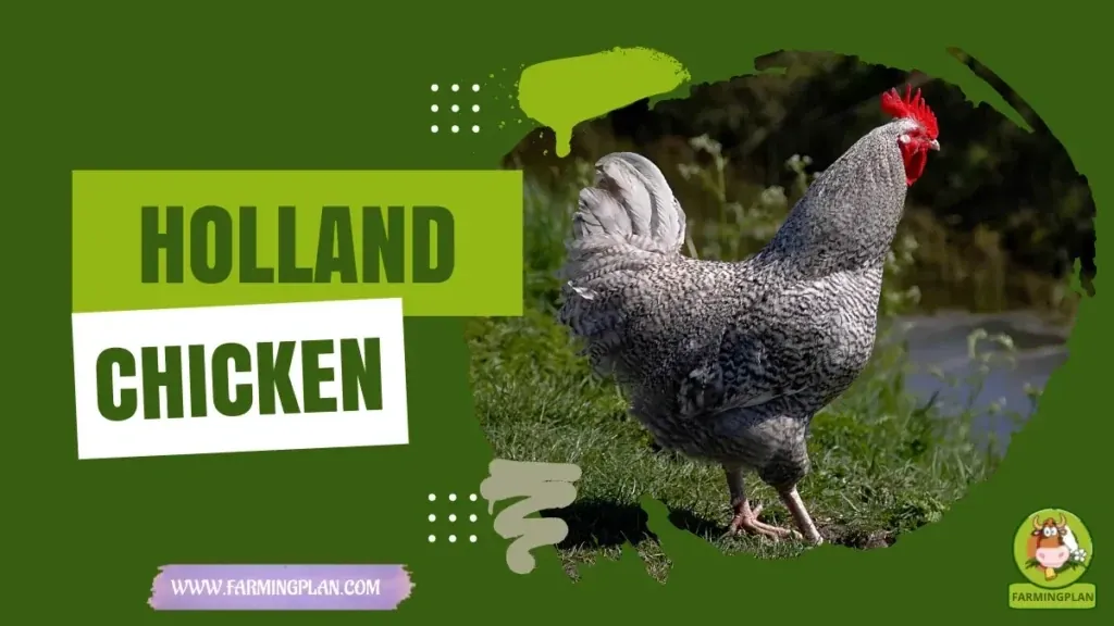 Holland Chicken characteristics, agricultural utility and breed care guide