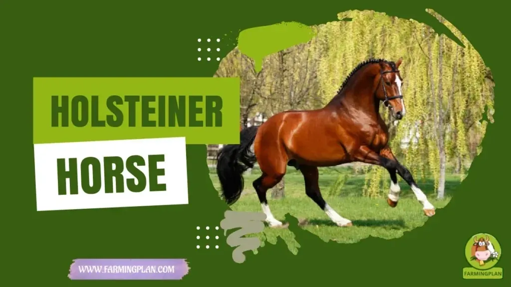 Holsteiner Horse Myths Exposed characteristics, agricultural utility and breed care guide