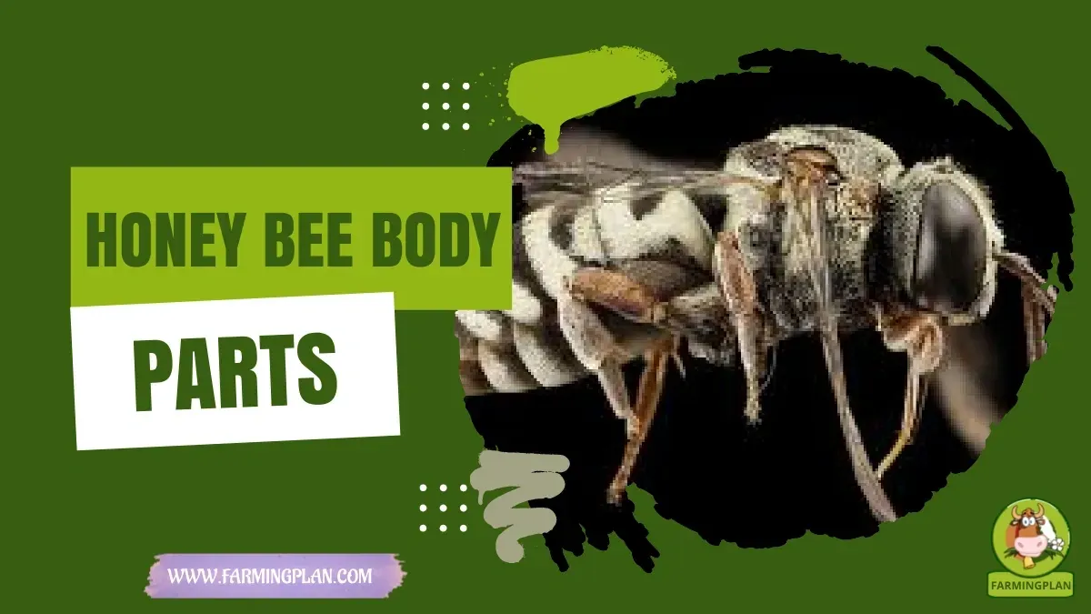 Honey Bee Anatomy - Farming & Breed Profile honey bee body parts
