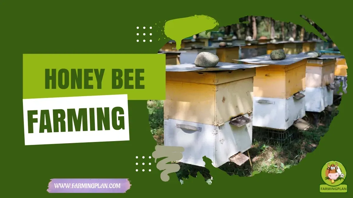 Honey Bee Farming characteristics, agricultural utility and breed care guide