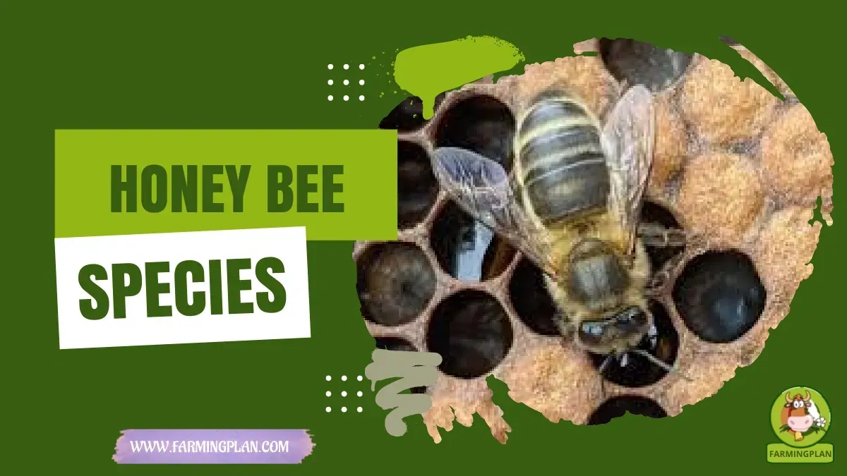 Honey Bee Species characteristics, agricultural utility and breed care guide