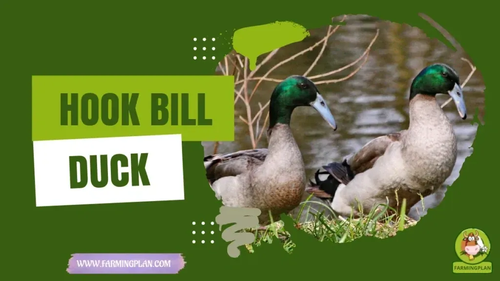 Hook Bill Duck characteristics, agricultural utility and breed care guide