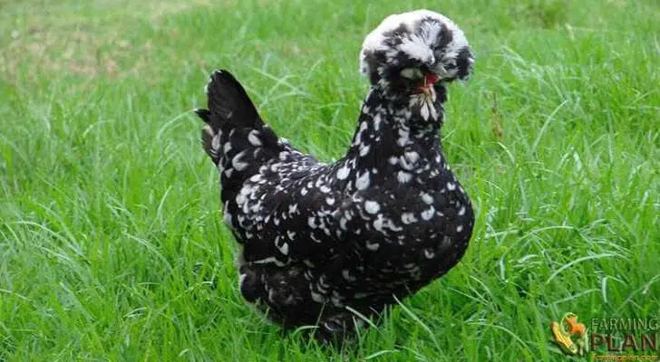 Houdan Chicken