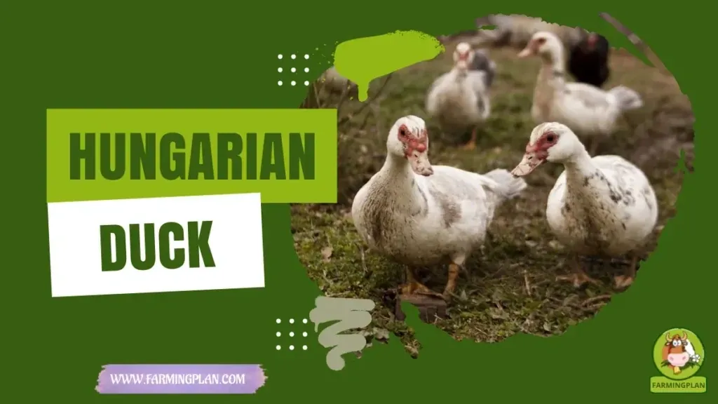 Hungarian Duck characteristics, agricultural utility and breed care guide