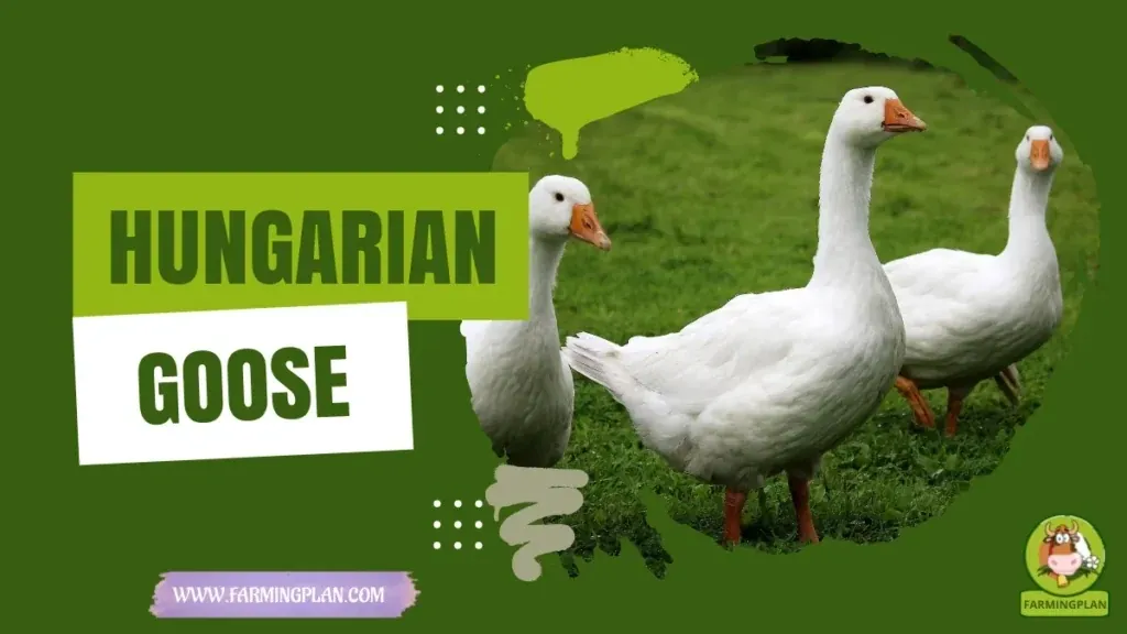 Hungarian Goose - Farming & Breed Profile Hungarian Goose characteristics, agricultural utility and breed care guide