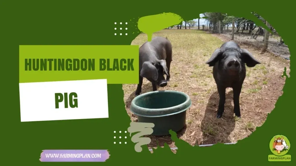 Huntingdon Black Pig characteristics, agricultural utility and breed care guide