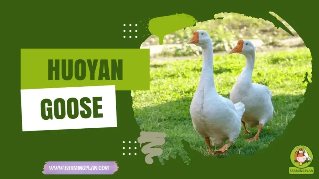 Huoyan Goose - Farming & Breed Profile Huoyan Goose characteristics, agricultural utility and breed care guide