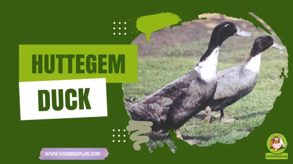 Huttegem Duck characteristics, agricultural utility and breed care guide