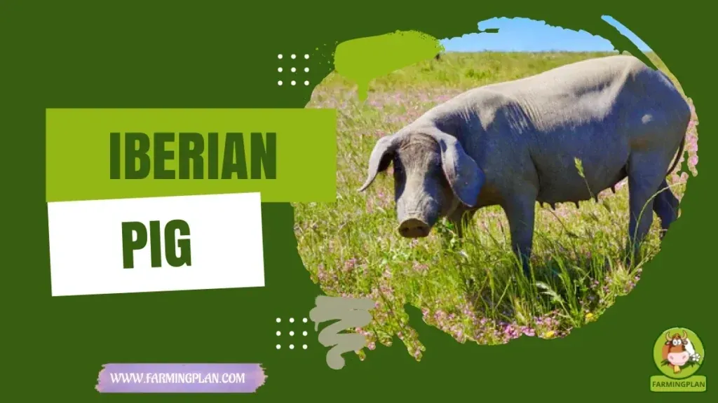 Iberian Pig characteristics, agricultural utility and breed care guide