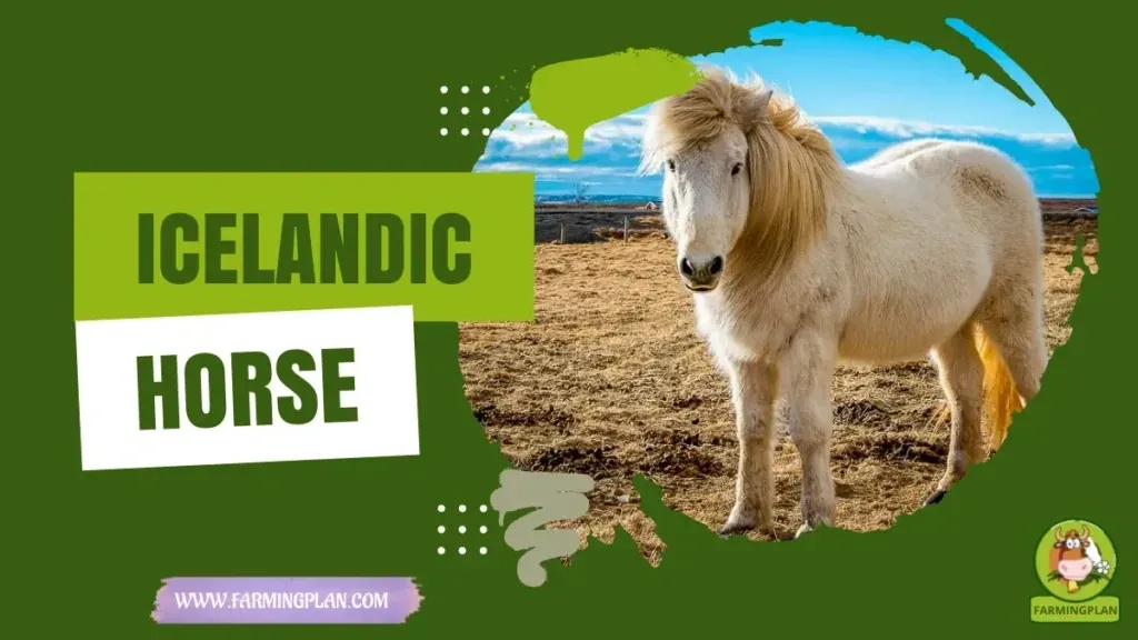 Icelandic Horse Power characteristics, agricultural utility and breed care guide
