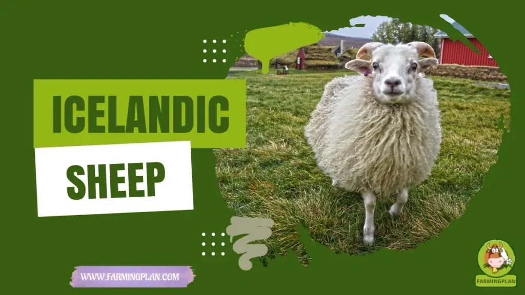 Icelandic Sheep - Farming & Breed Profile Icelandic Sheep characteristics, agricultural utility and breed care guide