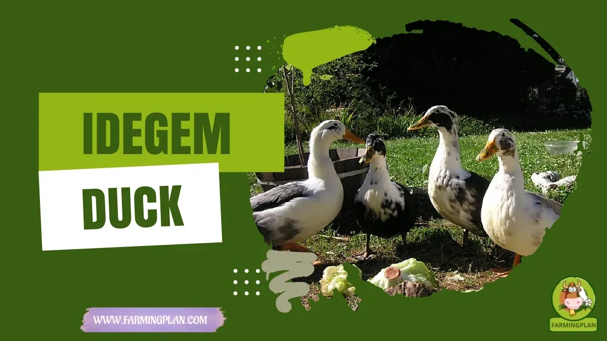 Idegem Duck characteristics, agricultural utility and breed care guide