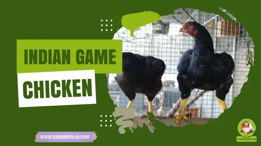 Indian Game Chicken characteristics, agricultural utility and breed care guide