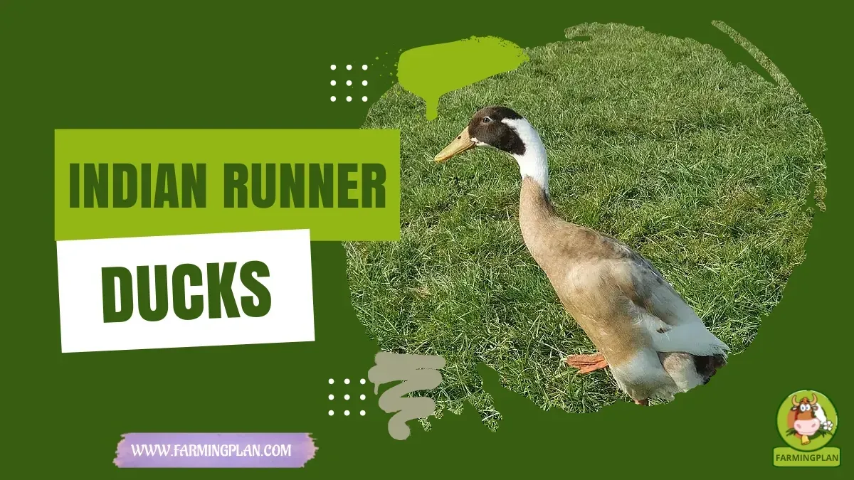 Indian Runner Duck characteristics, agricultural utility and breed care guide