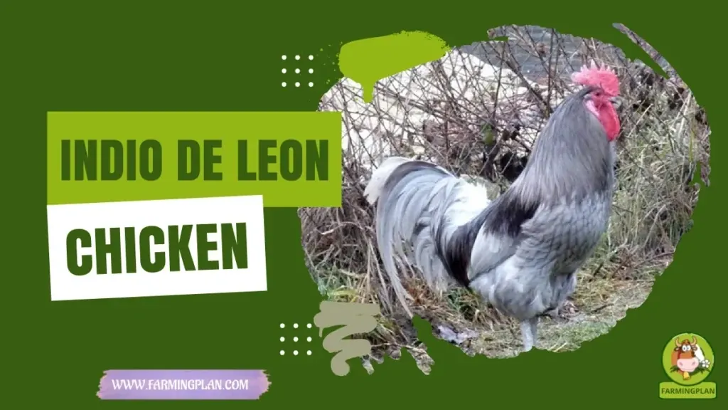 Indio de Len Chicken characteristics, agricultural utility and breed care guide