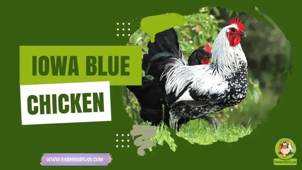 Iowa Blue Chicken characteristics, agricultural utility and breed care guide