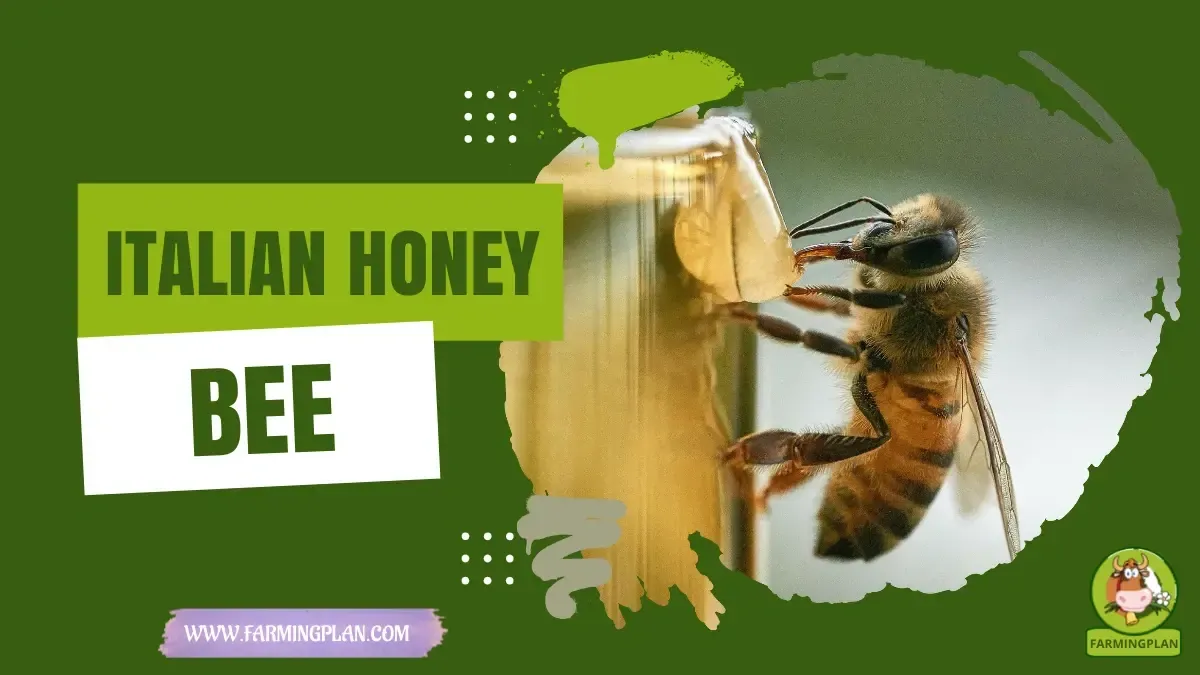 Italian Honey Bee characteristics, agricultural utility and breed care guide
