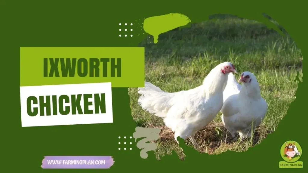 Ixworth Chicken characteristics, agricultural utility and breed care guide