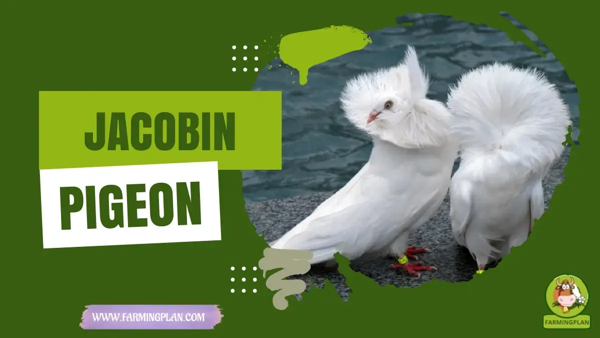 Jacobin Pigeon characteristics, agricultural utility and breed care guide