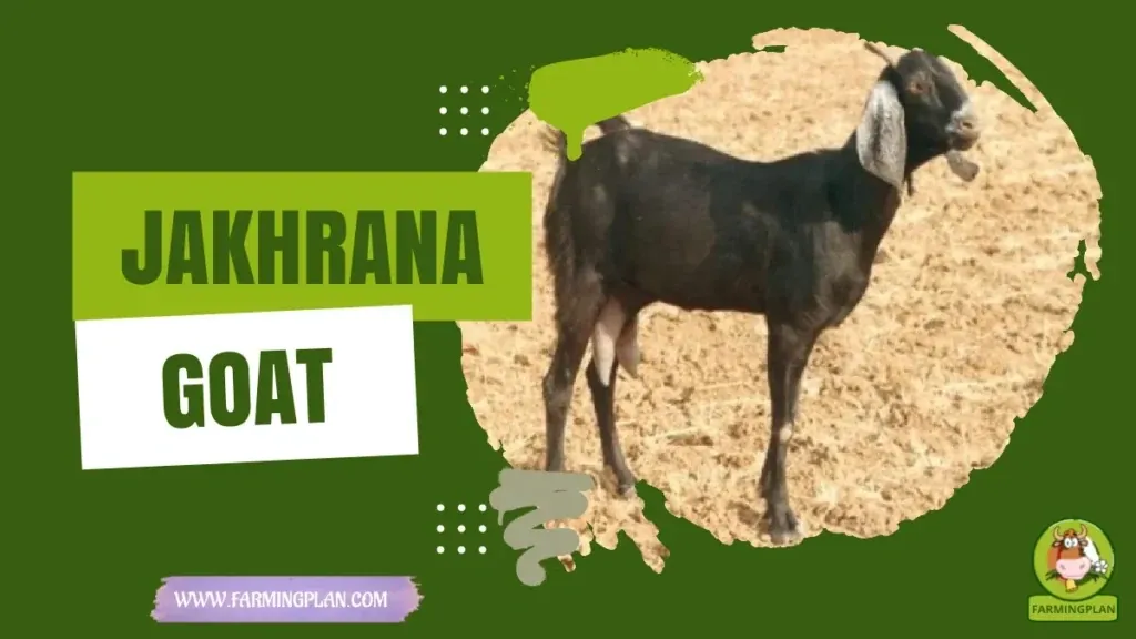 Jakhrana Goat characteristics, agricultural utility and breed care guide