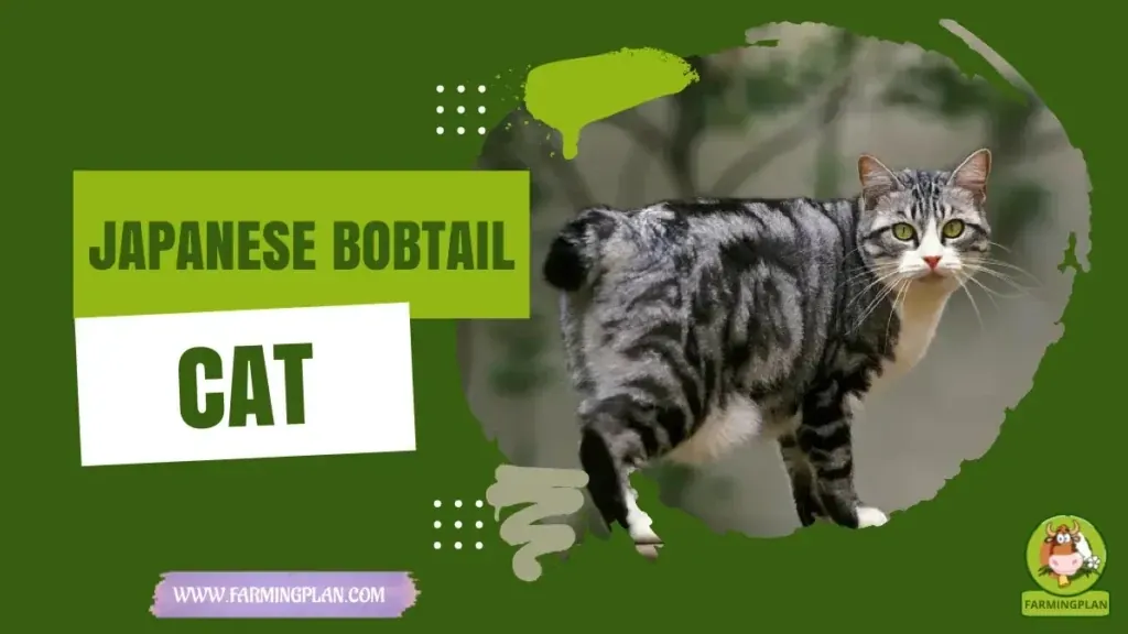 Japanese Bobtail Cat characteristics, agricultural utility and breed care guide