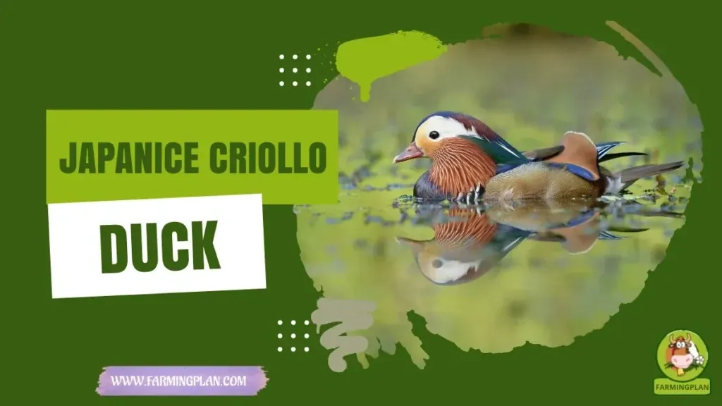 Japanice Criollo Duck characteristics, agricultural utility and breed care guide