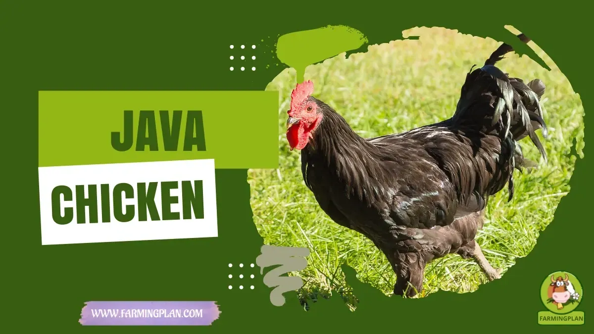 Java Chicken characteristics, agricultural utility and breed care guide