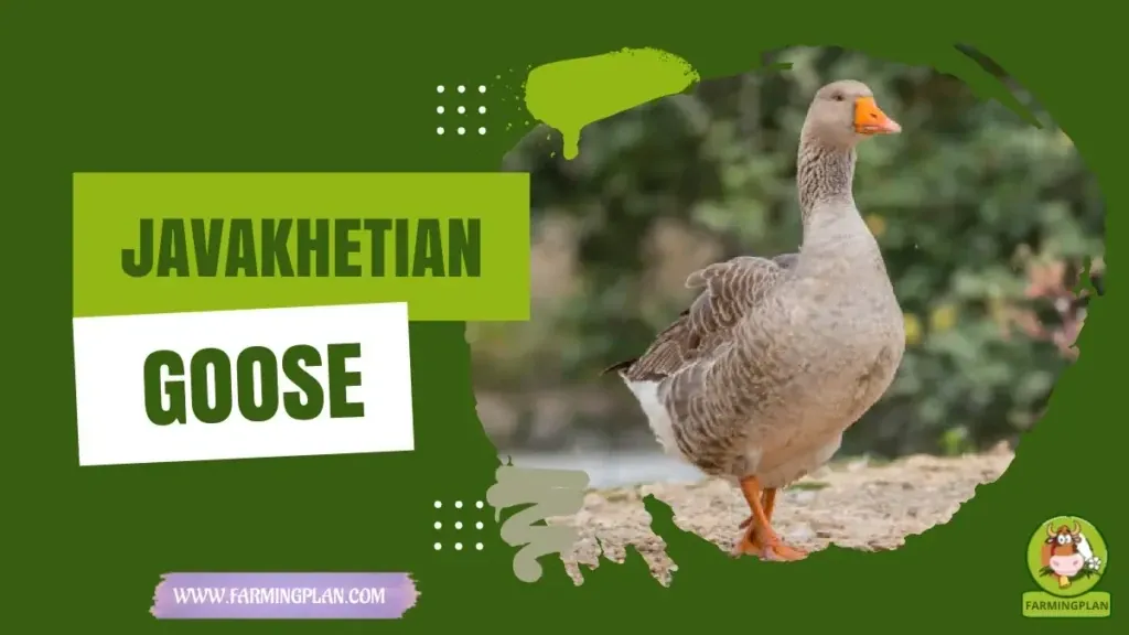 Javakhetian Goose - Farming & Breed Profile Javakhetian Goose characteristics, agricultural utility and breed care guide