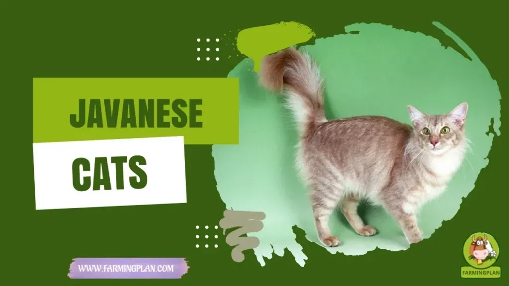 Javanese Cats characteristics, agricultural utility and breed care guide